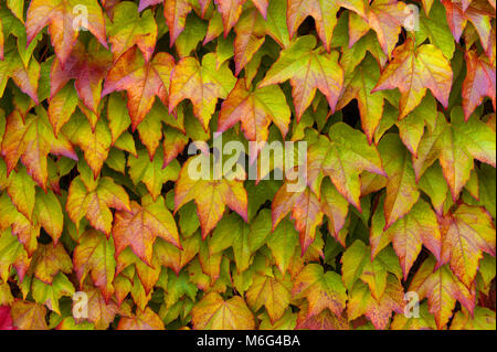 Le lierre, Boston, du Parthenocissus tricuspidata Veitchii, Mill Valley, comté de Marin, en Californie Banque D'Images