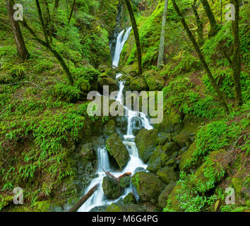 Lower Falls, Cataract Creek, le Mont Tamalpais, comté de Marin, en Californie Banque D'Images