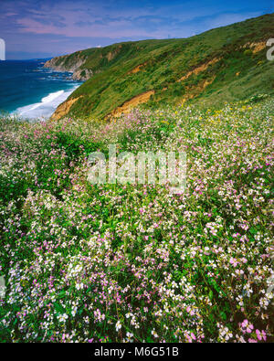 Le radis sauvage, Point Reyes National Seashore, Californie, comté de Marin, en Californie Banque D'Images