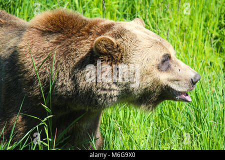 Head shot gros plan de l'ours grizzli adulte grande marche à travers les hautes herbes. Banque D'Images