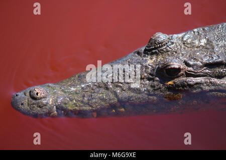 L'eau salée crocodile swimming dans l'eau rouge sang de la mangrove rouge à Belize. Banque D'Images