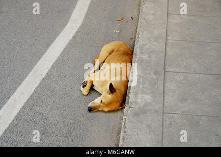 Le couchage Chien marron sur la route à proximité de sentier Banque D'Images