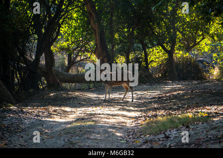 Chevreuil dans la jungle dans la forêt sauvage dans le parc national de l'indien Banque D'Images