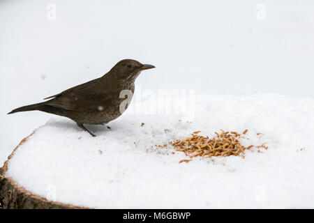 Turdus merula. Blackbird femelle se nourrissant de vers de farine sur un arbre en bois table d'oiseaux dans la neige dans un jardin anglais. Février, UK Banque D'Images