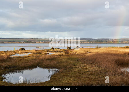 La vue au nord à travers le Bassin de Montrose d'un Hide sur le Centre d'information près de la ville de Montrose à Angus. Banque D'Images