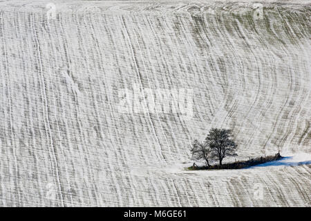 Deux arbres dans la neige a couvert les terres agricoles, Malvern, Worcestershire, Royaume-Uni Décembre 2010 Banque D'Images