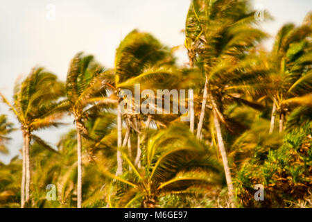 L'île de Lifuka. Haapai, Tonga. Polynésie française Banque D'Images