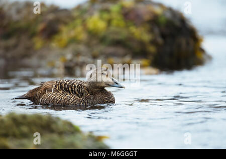 Close-up of common eider, l'Islande. Banque D'Images