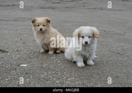 Deux petits chiots de différentes couleurs Banque D'Images