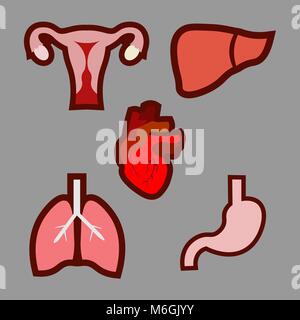 Caricature des organes humains. Anatomie du corps. Système de reproduction, les poumons, l'utérus, estomac, foie coeur illustrations eps 10 Illustration de Vecteur