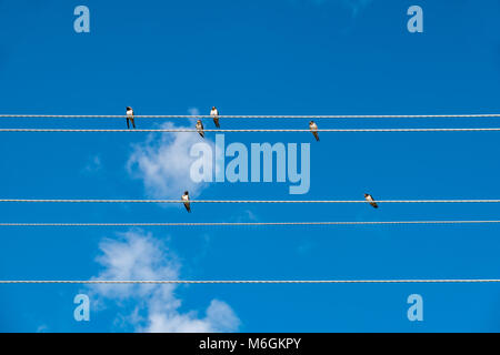 Les oiseaux s'assoient sur des fils électriques sur un fond de ciel bleu à la campagne Banque D'Images