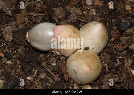 Phalle impudique Mutinus caninus (chien) est un saprobiotic espèces de basidiomycètes (Basidiomycota) de la famille du transport vésiculaire (Phallaceae). Banque D'Images