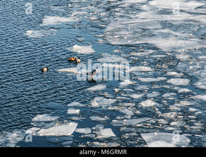 Allemagne, Berlin, 3 mars 2018. La marche des canards sur la rivière gelée. La rivière Spree se fige comme des températures inférieures à zéro cause des blocs de glace pour recueillir sur la rivière. crédit : Eden Breitz/Alamy Live News Banque D'Images