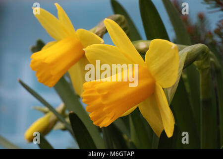 Lurgan, Irlande du Nord. 04 mars 2018. Royaume-uni - un lent dégel est en cours en Irlande du Nord. Jonquilles en vue Miniature. Crédit : David Hunter/Alamy Live News. Banque D'Images