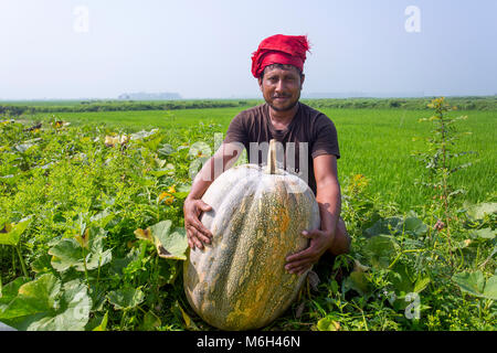 L'Arial Beel (eau) de Munshiganj est célèbre pour la production d'un genre spécial de grande taille-douce de citrouille, les producteurs locaux font des profits énormes. Les citrouilles est cultivé et produit en Arial Beel dans chaque année. Chaque de la citrouille qui est de taille autour de 40 kg à 120 kg, les producteurs vendent chacun de la grande citrouille de Tk 3 000 à 6 000. Les citrouilles sont envoyés à Karwan et shaympur Bazar Bazar de capitale Dhaka sur des camions ou des bateaux locaux. Surtout le plus gros potiron sucré était cultivé sur 527 hectares de terres ici sur cette année, et parmi ceux-ci, 260 hectares ont été cultivés dans un Sreenagar Banque D'Images