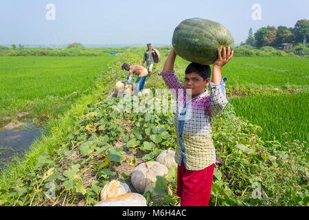 L'Arial Beel (eau) de Munshiganj est célèbre pour la production d'un genre spécial de grande taille-douce de citrouille, les producteurs locaux font des profits énormes. Les citrouilles est cultivé et produit en Arial Beel dans chaque année. Chaque de la citrouille qui est de taille autour de 40 kg à 120 kg, les producteurs vendent chacun de la grande citrouille de Tk 3 000 à 6 000. Les citrouilles sont envoyés à Karwan et shaympur Bazar Bazar de capitale Dhaka sur des camions ou des bateaux locaux. Surtout le plus gros potiron sucré était cultivé sur 527 hectares de terres ici sur cette année, et parmi ceux-ci, 260 hectares ont été cultivés dans un Sreenagar Banque D'Images