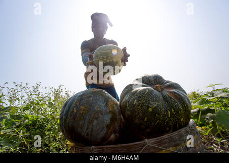 L'Arial Beel (eau) de Munshiganj est célèbre pour la production d'un genre spécial de grande taille-douce de citrouille, les producteurs locaux font des profits énormes. Les citrouilles est cultivé et produit en Arial Beel dans chaque année. Chaque de la citrouille qui est de taille autour de 40 kg à 120 kg, les producteurs vendent chacun de la grande citrouille de Tk 3 000 à 6 000. Les citrouilles sont envoyés à Karwan et shaympur Bazar Bazar de capitale Dhaka sur des camions ou des bateaux locaux. Surtout le plus gros potiron sucré était cultivé sur 527 hectares de terres ici sur cette année, et parmi ceux-ci, 260 hectares ont été cultivés dans un Sreenagar Banque D'Images