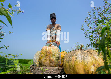 L'Arial Beel (eau) de Munshiganj est célèbre pour la production d'un genre spécial de grande taille-douce de citrouille, les producteurs locaux font des profits énormes. Les citrouilles est cultivé et produit en Arial Beel dans chaque année. Chaque de la citrouille qui est de taille autour de 40 kg à 120 kg, les producteurs vendent chacun de la grande citrouille de Tk 3 000 à 6 000. Les citrouilles sont envoyés à Karwan et shaympur Bazar Bazar de capitale Dhaka sur des camions ou des bateaux locaux. Surtout le plus gros potiron sucré était cultivé sur 527 hectares de terres ici sur cette année, et parmi ceux-ci, 260 hectares ont été cultivés dans un Sreenagar Banque D'Images