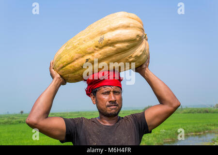 L'Arial Beel (eau) de Munshiganj est célèbre pour la production d'un genre spécial de grande taille-douce de citrouille, les producteurs locaux font des profits énormes. Les citrouilles est cultivé et produit en Arial Beel dans chaque année. Chaque de la citrouille qui est de taille autour de 40 kg à 120 kg, les producteurs vendent chacun de la grande citrouille de Tk 3 000 à 6 000. Les citrouilles sont envoyés à Karwan et shaympur Bazar Bazar de capitale Dhaka sur des camions ou des bateaux locaux. Surtout le plus gros potiron sucré était cultivé sur 527 hectares de terres ici sur cette année, et parmi ceux-ci, 260 hectares ont été cultivés dans un Sreenagar Banque D'Images