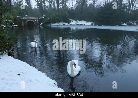 Dublin, Irlande. 4e Mar, 2018. Cygnes dans un étang dans les endroits records à Saint-imier à Dublin recouverte de neige et brouillard. Libre à partir de Dublin, Irlande au cours de la suite de la tempête Emma. Credit : Brendan Donnelly/Alamy Live News Banque D'Images