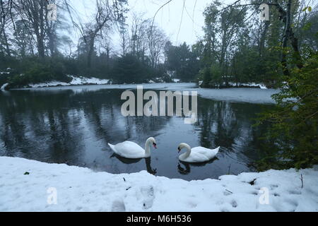 Dublin, Irlande. 4e Mar, 2018. Cygnes dans un étang dans les endroits records à Saint-imier à Dublin recouverte de neige et brouillard. Libre à partir de Dublin, Irlande au cours de la suite de la tempête Emma. Credit : Brendan Donnelly/Alamy Live News Banque D'Images