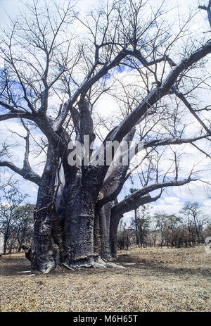 Le Baobab (Adansonia digitata), le parc national de Hwange, Zimbabwe, Afrique du Sud Banque D'Images