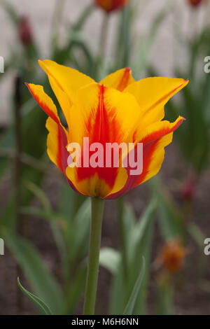 'Bonne surprise' Greigii Tulipe, Tulipa greigii (Strimtulpan) Banque D'Images