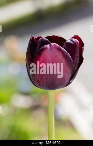 'Reine de la nuit' Single Fin Tulip, Sen enkelblommande tulpan (Tulipa Gesneriana) Banque D'Images