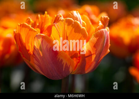 Orange 'Princess' fin Double Tulip, Sen fylldblommig kerria tulpan (Tulipa Gesneriana) Banque D'Images