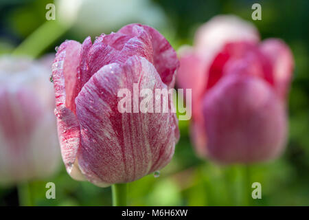 Hémisphère' 'Triumph Tulip (Tulipa Gesneriana, Triumftulpan) Banque D'Images