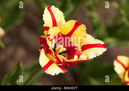 'Flaming Parrot Parrot Tulip, Papegoya' tulpan (Tulipa Gesneriana) Banque D'Images
