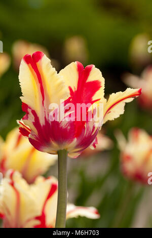 'Flaming Parrot Parrot Tulip, Papegoya' tulpan (Tulipa Gesneriana) Banque D'Images