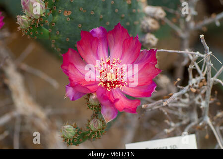 Bäversvanskaktus Castor, Cactus (Opuntia basilaris) Banque D'Images