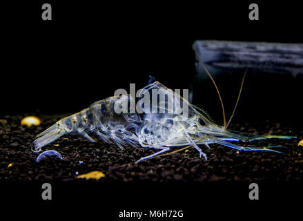 Crevette d'géant ( Macrobrachium rosenbergii ) jeunes crevettes muent. Royaume Animalia Phylum Arthropoda , , Classe Malacostracés Banque D'Images
