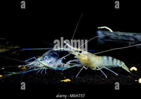 Crevette d'géant ( Macrobrachium rosenbergii ) jeunes crevettes muent. Royaume Animalia Phylum Arthropoda , , Classe Malacostracés Banque D'Images