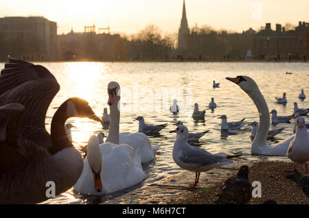 Les cygnes, les canards, les pigeons, les mouettes Banque D'Images