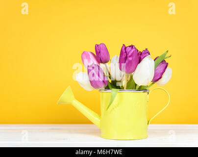 Arrosoir avec tulipes violet sur fond bleu Banque D'Images