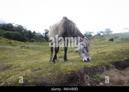 Cheval solitaire mange de l'herbe, Namche Bazar, Camp de base de l'Everest trek, au Népal Banque D'Images