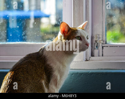 Un chat assis et à la fenêtre de sortie au lever du soleil. Banque D'Images