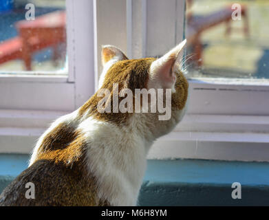 Un chat assis et à la fenêtre de sortie au lever du soleil. Banque D'Images