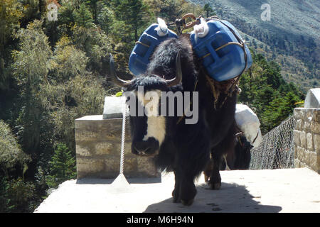 Groupe des yaks sur un pont suspendu à Tengboche, Camp de base de l'Everest trek, au Népal Banque D'Images