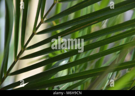 Plan macro sur une autorisation d'un fan Palm Banque D'Images