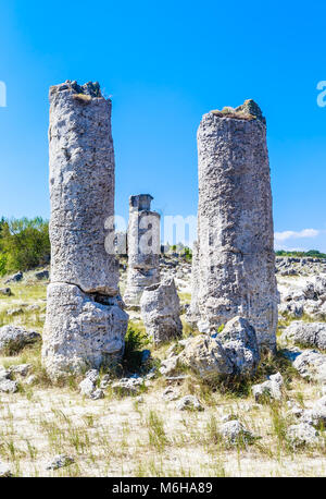 Le phénomène naturel Pobiti Kamani, connue comme la forêt de pierre et Dikilitash ,repère naturel dans un lieu sacré près de Varna, Bulgarie Banque D'Images