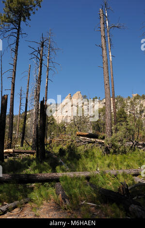 La nouvelle croissance des pins, fougères et autres plantes se dégage de la couverture morte suite à l'incendie d'Aspen, l'Arizona Trail, Désert de rochers, sentier, sentier Banque D'Images