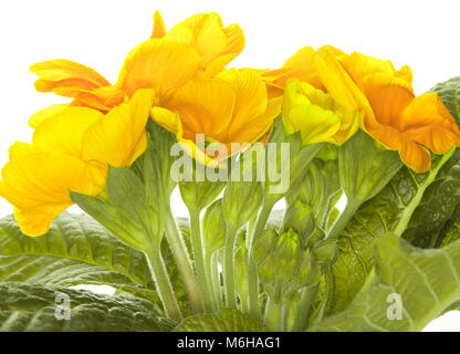 Libre de primevères jaune polyanthus - Primula vulgaris isolé sur fond blanc Banque D'Images