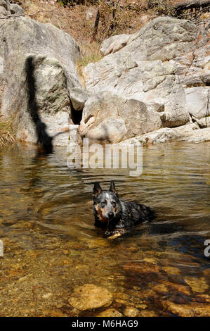 Un balancier à talon bleu Piscines Lemmon nage dans le long du sentier, désert de l'Arizona Trail des roches, désert de Sonora, Coronado National Forest, le mont Santa Catalina Banque D'Images