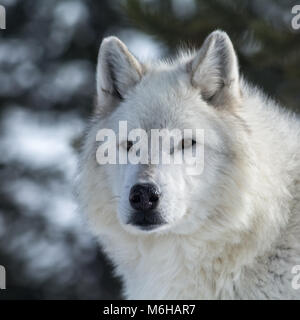 Cette photo frames la tête d'un loup blanc les yeux dans le lointain. Banque D'Images