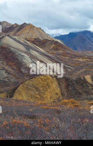 Dans le parc national Denali, les collines de faible altitude à son tour avec les couleurs de l'automne tandis que la hausse terrian séjourné couvert de evergreen. Banque D'Images