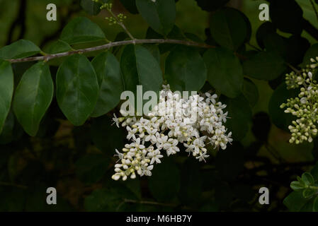 Ligustrum vulgare blossom Banque D'Images