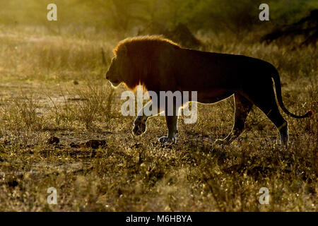 Kruger Park, Afrique du Sud. Panthera leo balade au lever du soleil. Banque D'Images